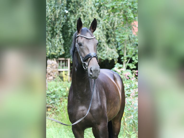 Oldenburg Mare 4 years 16,1 hh Smoky-Black in Bad Zwischenahn