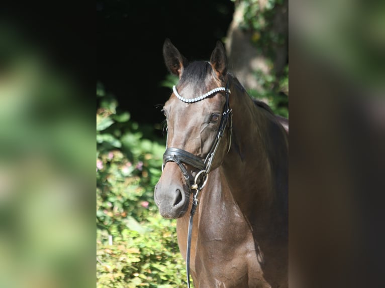 Oldenburg Mare 4 years 16,1 hh Smoky-Black in Bad Zwischenahn