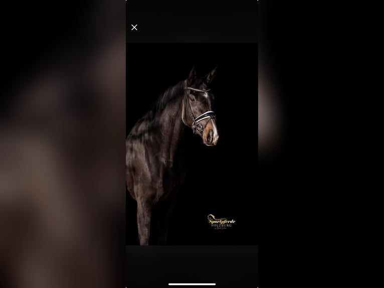 Oldenburg Mare 4 years 16,1 hh Smoky-Black in Ried