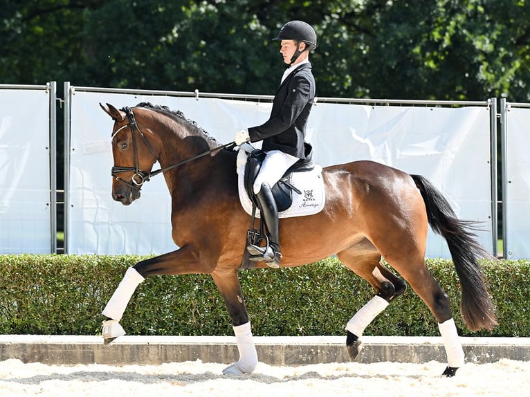 Oldenburg Mare 4 years 16,2 hh Bay-Dark in Bad Bevensen