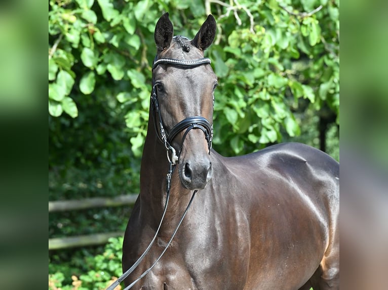 Oldenburg Mare 4 years 16,2 hh Bay-Dark in Bad Bevensen