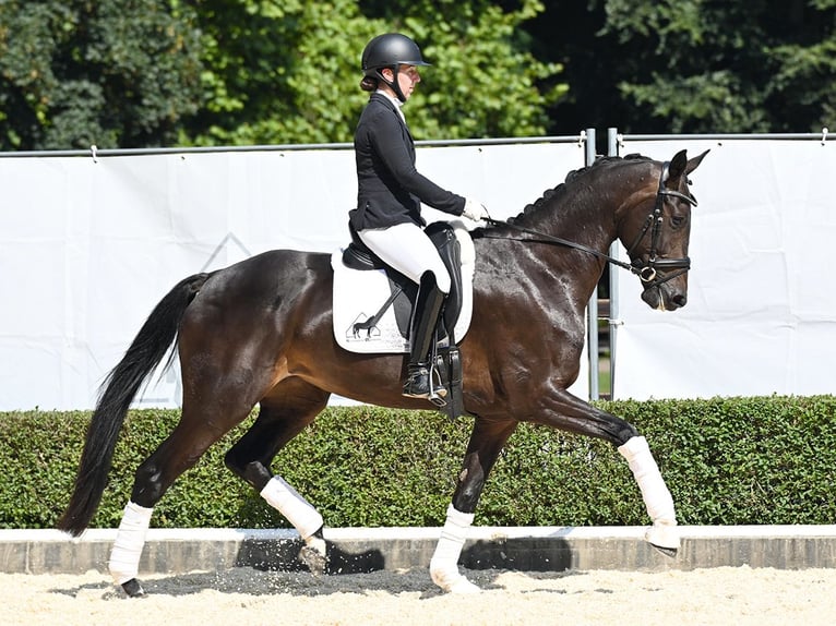 Oldenburg Mare 4 years 16,2 hh Bay-Dark in Bad Bevensen