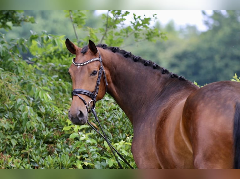 Oldenburg Mare 4 years 16,2 hh Bay-Dark in Hatten