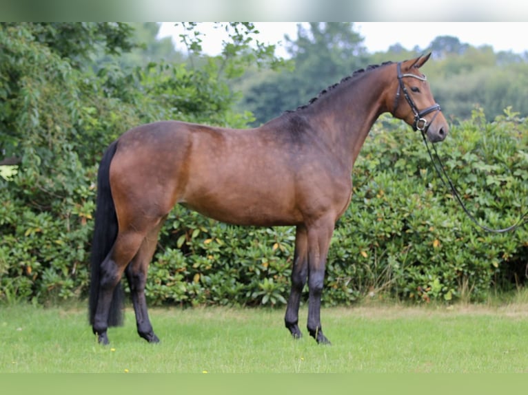 Oldenburg Mare 4 years 16,2 hh Bay-Dark in Hatten