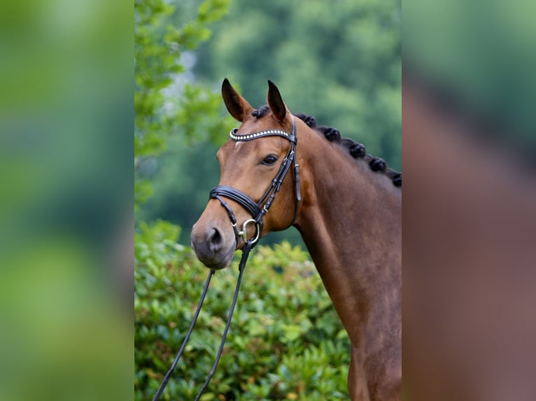 Oldenburg Mare 4 years 16,2 hh Bay-Dark in Hatten