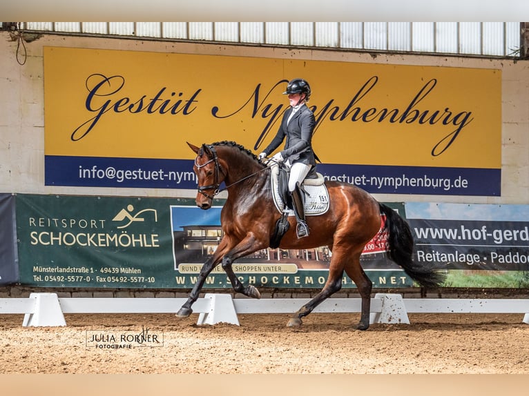 Oldenburg Mare 4 years 16,2 hh Bay-Dark in Hatten