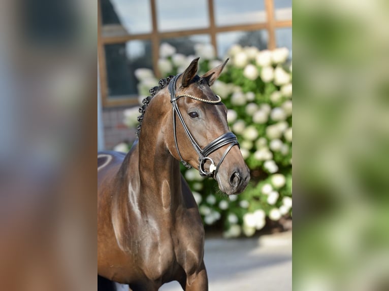 Oldenburg Mare 4 years 16,2 hh Bay-Dark in Emstek