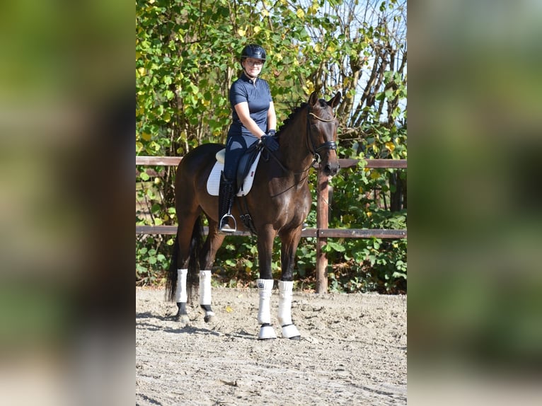Oldenburg Mare 4 years 16,2 hh Bay-Dark in Emstek
