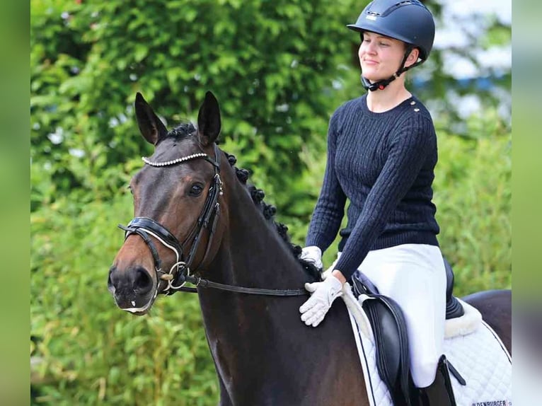 Oldenburg Mare 4 years 16,2 hh Bay-Dark in Vechta