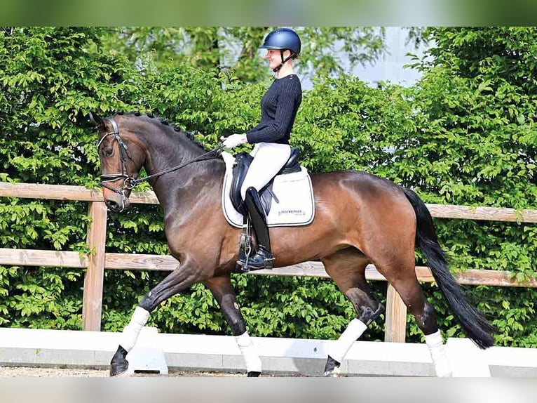 Oldenburg Mare 4 years 16,2 hh Bay-Dark in Vechta