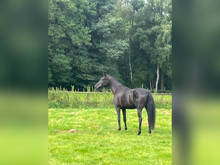 Oldenburg Mare 4 years 16,2 hh Black in Deinste