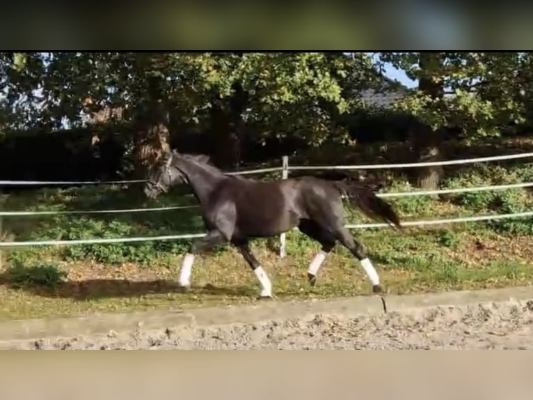 Oldenburg Mare 4 years 16,2 hh Black in Brockum