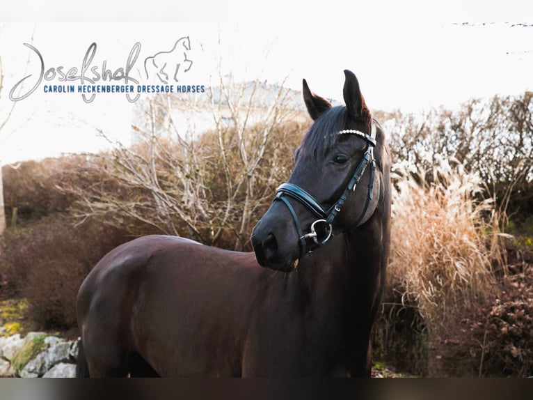 Oldenburg Mare 4 years 16,2 hh Black in Grundsheim