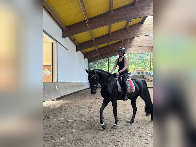 Oldenburg Mare 4 years 16,2 hh Black in Salach
