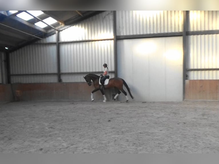 Oldenburg Mare 4 years 16,2 hh Brown in M&#xF6;nchengladbach