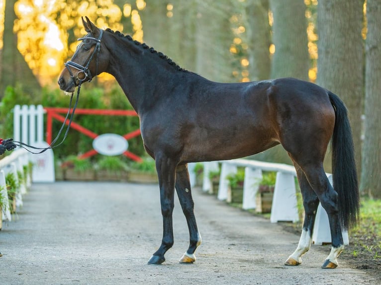 Oldenburg Mare 4 years 16,2 hh Brown in Münster-Handorf