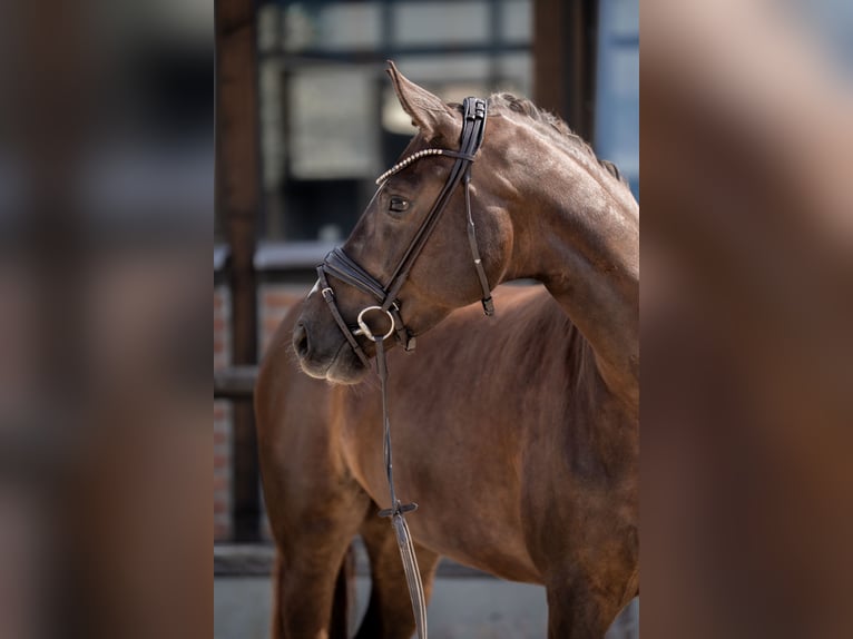 Oldenburg Mare 4 years 16,2 hh Chestnut in Heidesheim am Rhein
