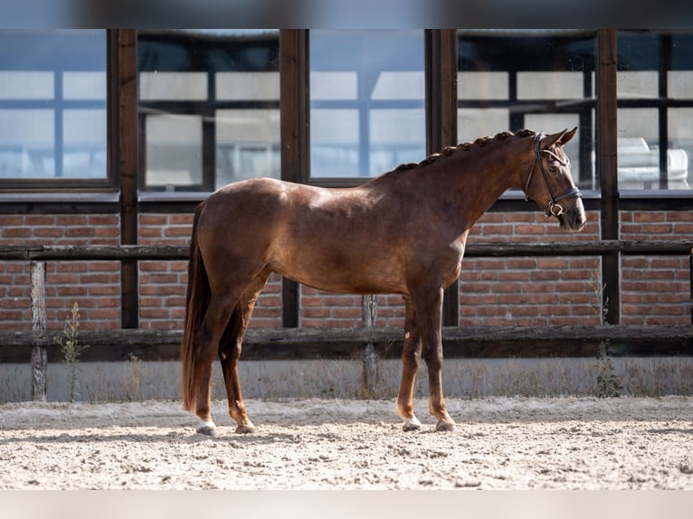 Oldenburg Mare 4 years 16,2 hh Chestnut in Heidesheim am Rhein
