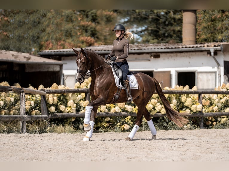 Oldenburg Mare 4 years 16,2 hh Chestnut in Heidesheim am Rhein