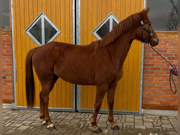 Oldenburg Mare 4 years 16,2 hh Chestnut-Red in Berlin