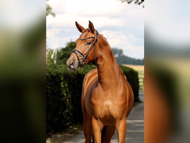 Oldenburg Mare 4 years 16,2 hh Chestnut-Red in Vechta