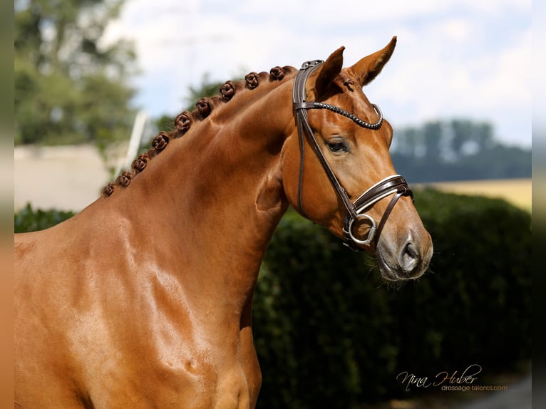 Oldenburg Mare 4 years 16,2 hh Chestnut-Red in Vechta
