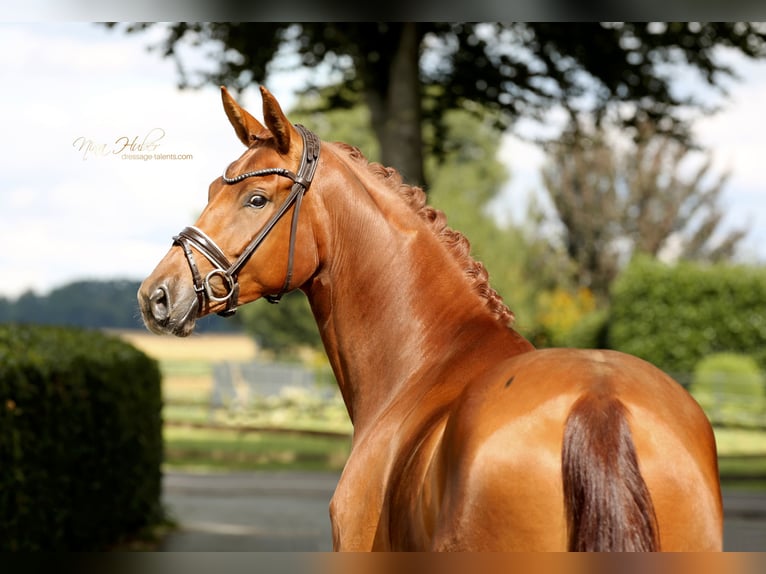 Oldenburg Mare 4 years 16,2 hh Chestnut-Red in Vechta