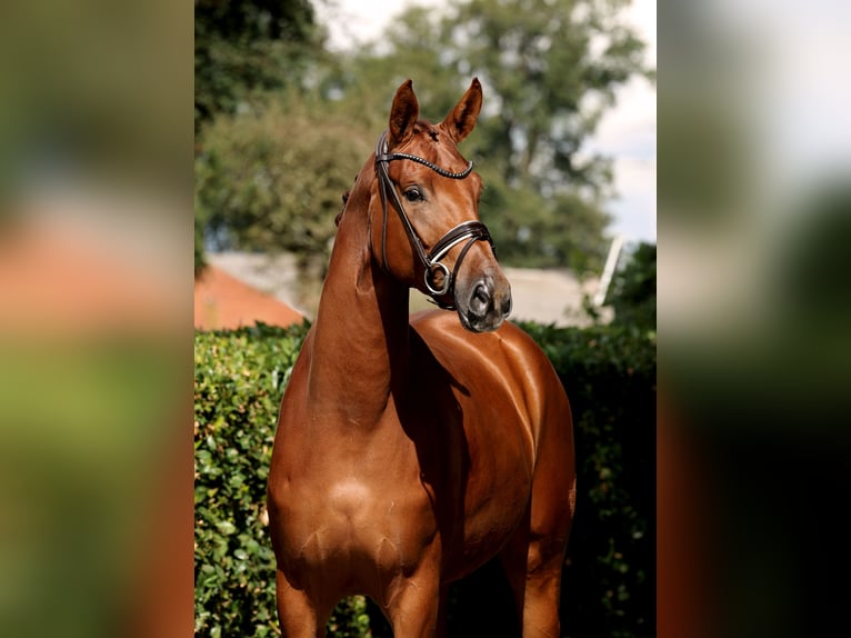 Oldenburg Mare 4 years 16,2 hh Chestnut-Red in Vechta
