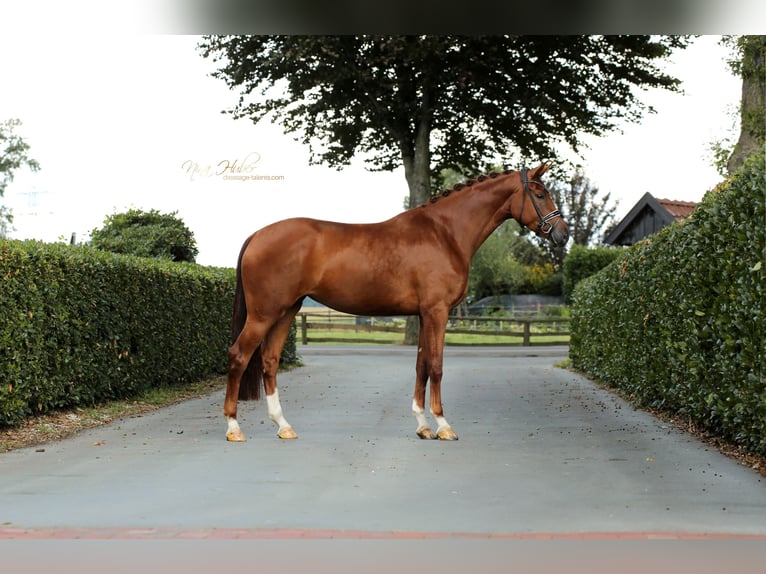 Oldenburg Mare 4 years 16,2 hh Chestnut-Red in Vechta