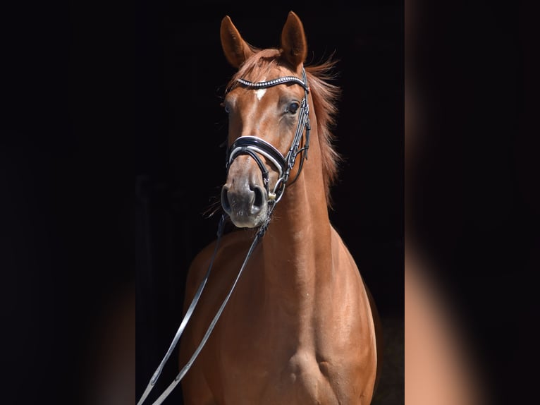 Oldenburg Mare 4 years 16,2 hh Chestnut-Red in Herbstein