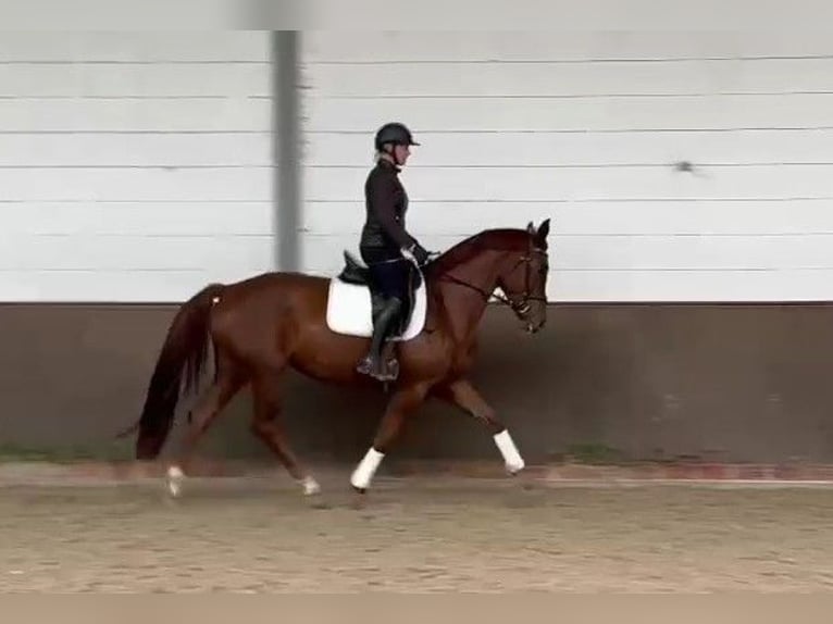 Oldenburg Mare 4 years 16,2 hh Chestnut-Red in Papenburg