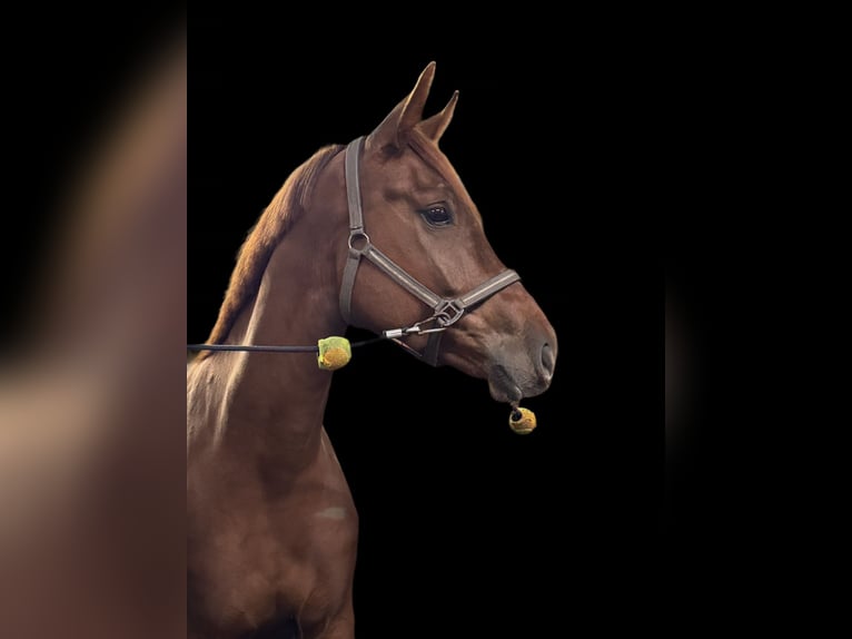 Oldenburg Mare 4 years 16,2 hh Chestnut-Red in Papenburg