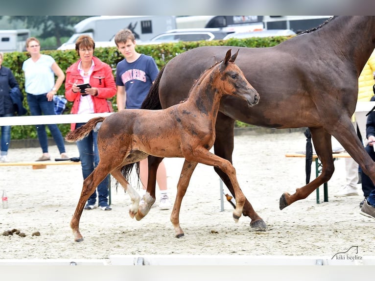 Oldenburg Mare 4 years 16,2 hh Chestnut-Red in Haale