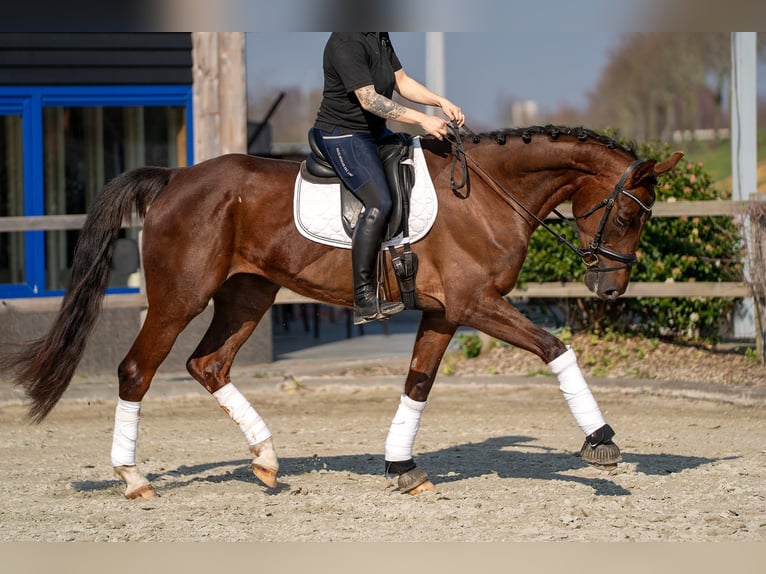 Oldenburg Mare 4 years 16,2 hh Chestnut-Red in Nettetal