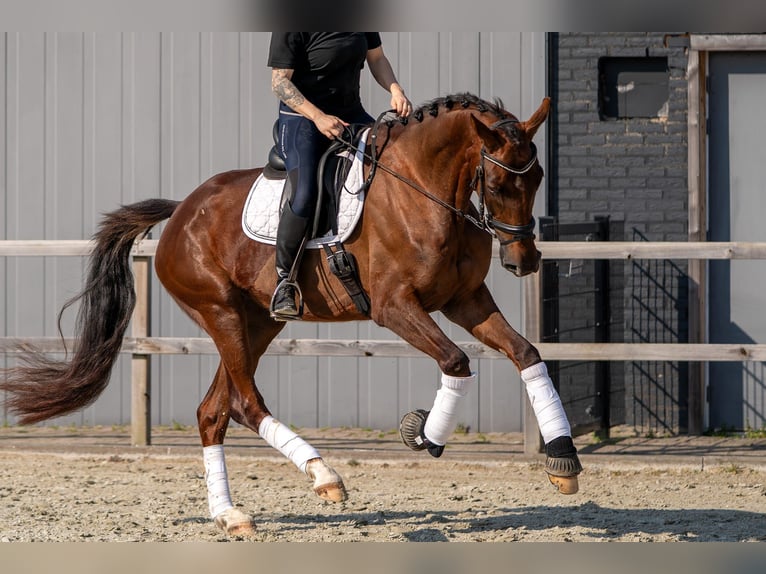 Oldenburg Mare 4 years 16,2 hh Chestnut-Red in Nettetal