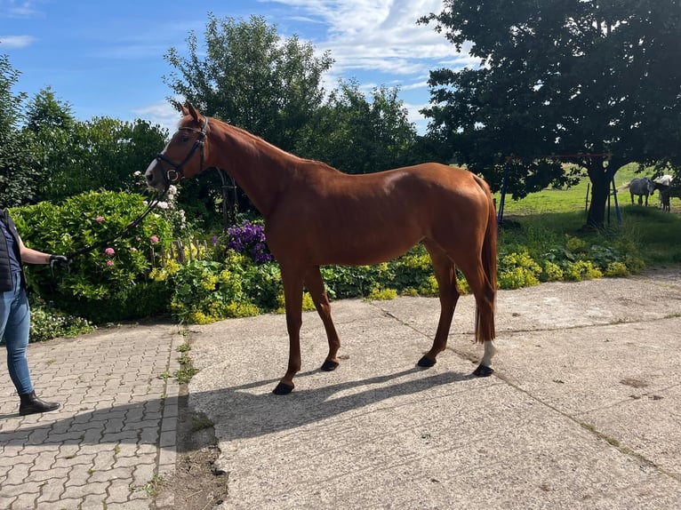 Oldenburg Mare 4 years 16,2 hh Chestnut-Red in Sauensiek