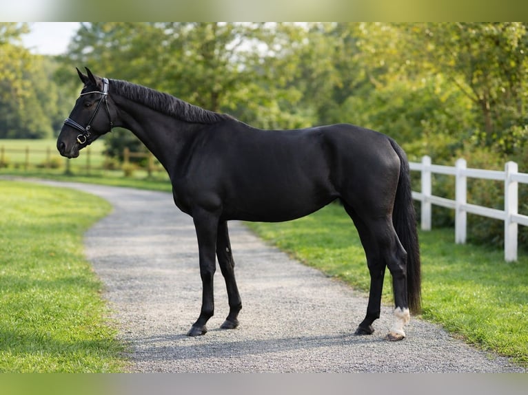 Oldenburg Mare 4 years 16,3 hh Black in Marigny le Lozon