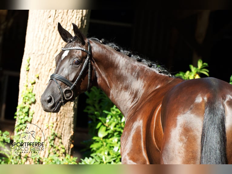 Oldenburg Mare 4 years 16,3 hh Black in Schapen