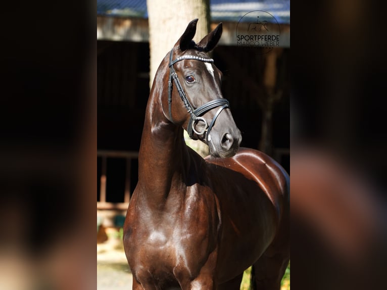 Oldenburg Mare 4 years 16,3 hh Black in Schapen