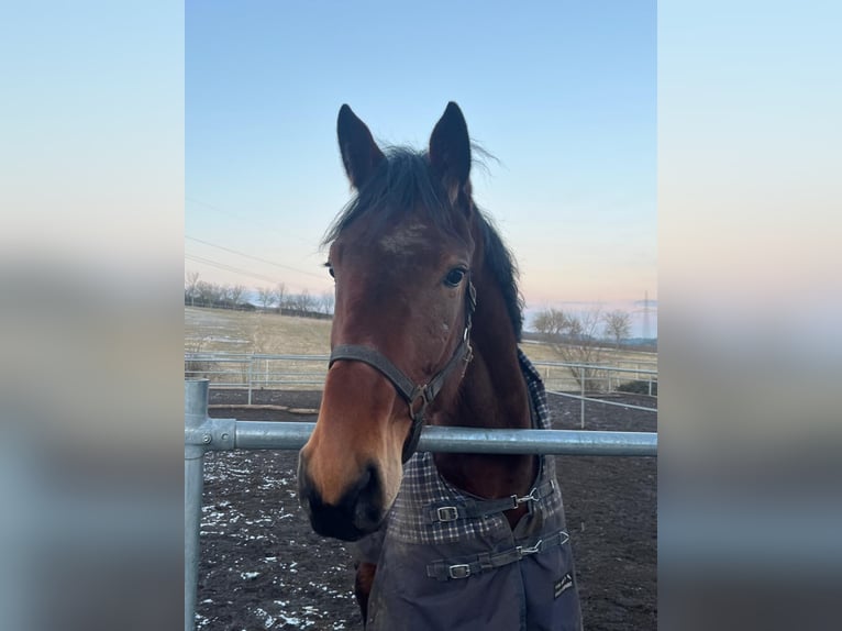 Oldenburg Mare 4 years 16,3 hh Brown in Königheim