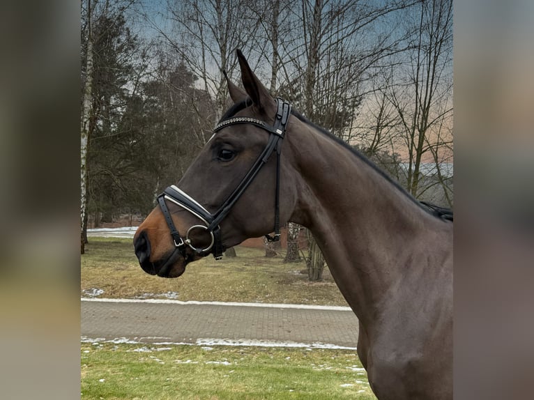 Oldenburg Mare 4 years 16,3 hh Brown in Werder/Havel