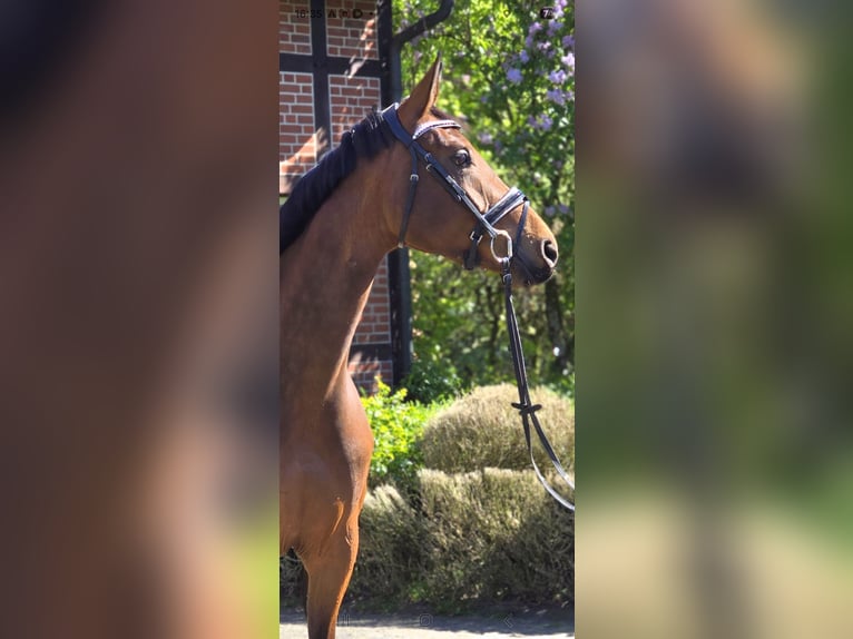 Oldenburg Mare 4 years 16,3 hh Brown in Warendorf
