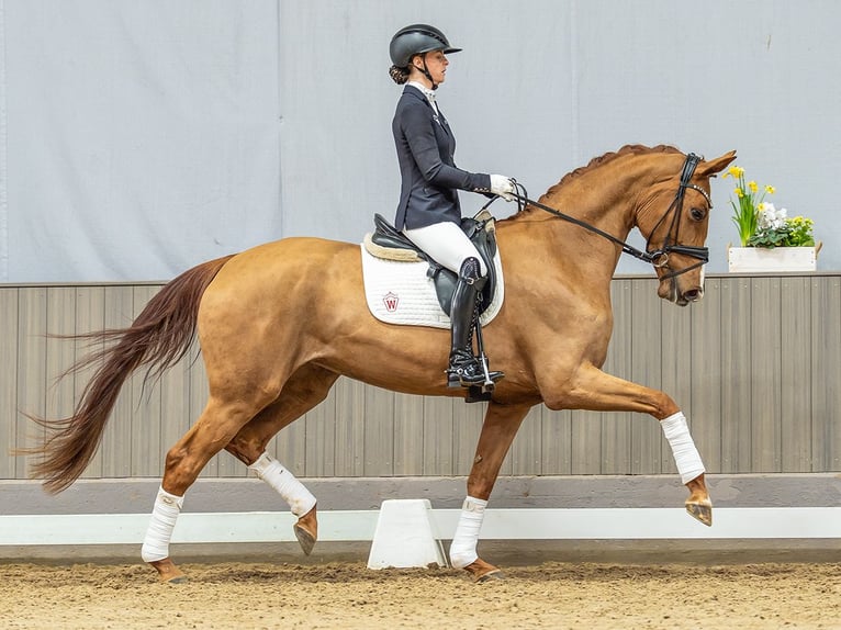 Oldenburg Mare 4 years 16,3 hh Chestnut in Münster-Handorf