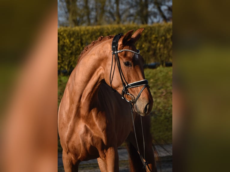 Oldenburg Mare 4 years 16,3 hh Chestnut-Red in Fürstenau