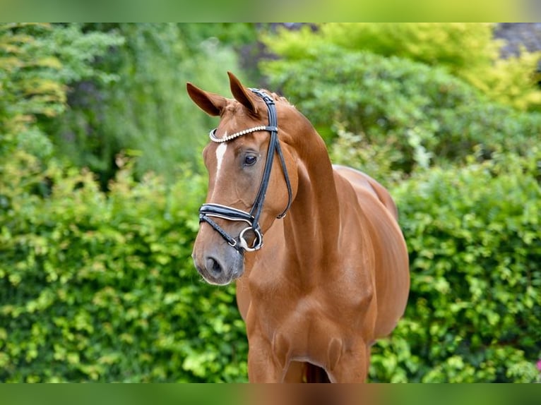 Oldenburg Mare 4 years 16,3 hh Chestnut-Red in Vechta