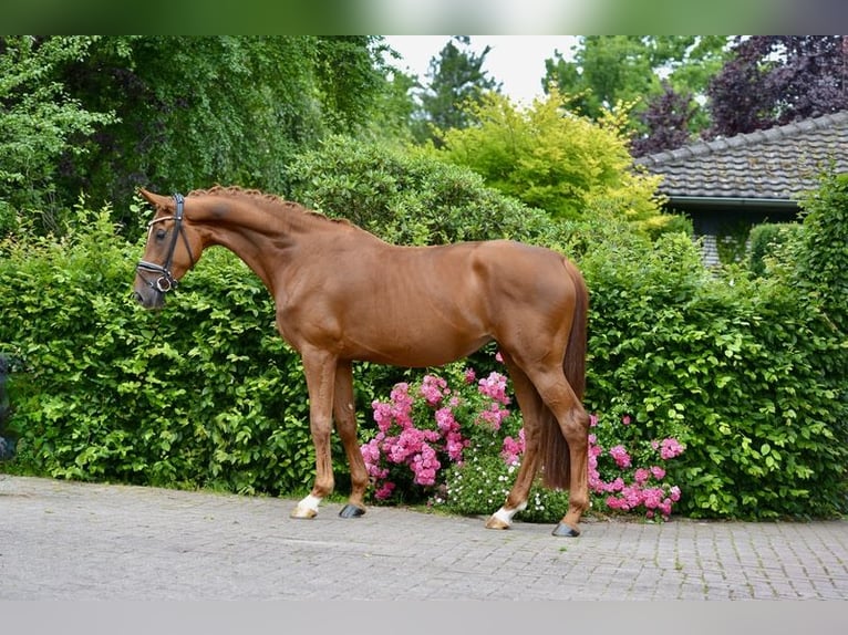 Oldenburg Mare 4 years 16,3 hh Chestnut-Red in Vechta