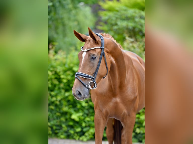 Oldenburg Mare 4 years 16,3 hh Chestnut-Red in Vechta