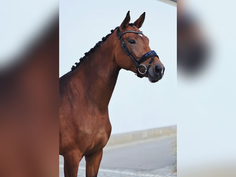 Oldenburg Mare 4 years 17.1 hh Brown in Wien, Innere Stadt