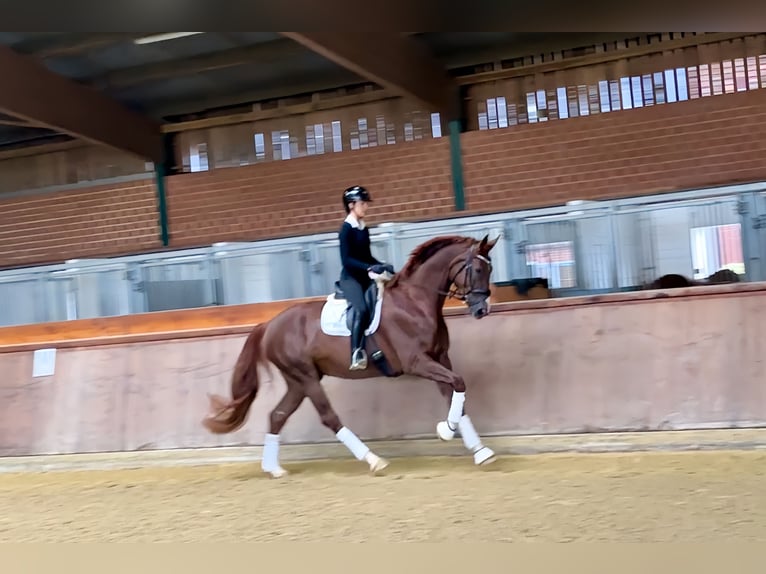 Oldenburg Mare 4 years 17,1 hh Chestnut-Red in Lienen