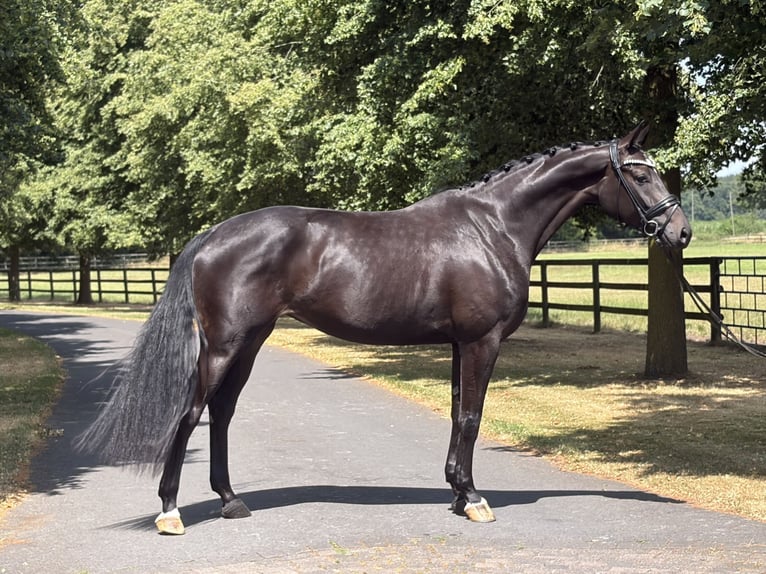 Oldenburg Mare 4 years 17 hh Bay-Dark in Ochtrup